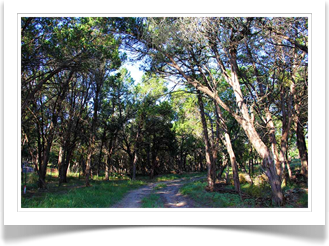 Austin Cedar Cearing